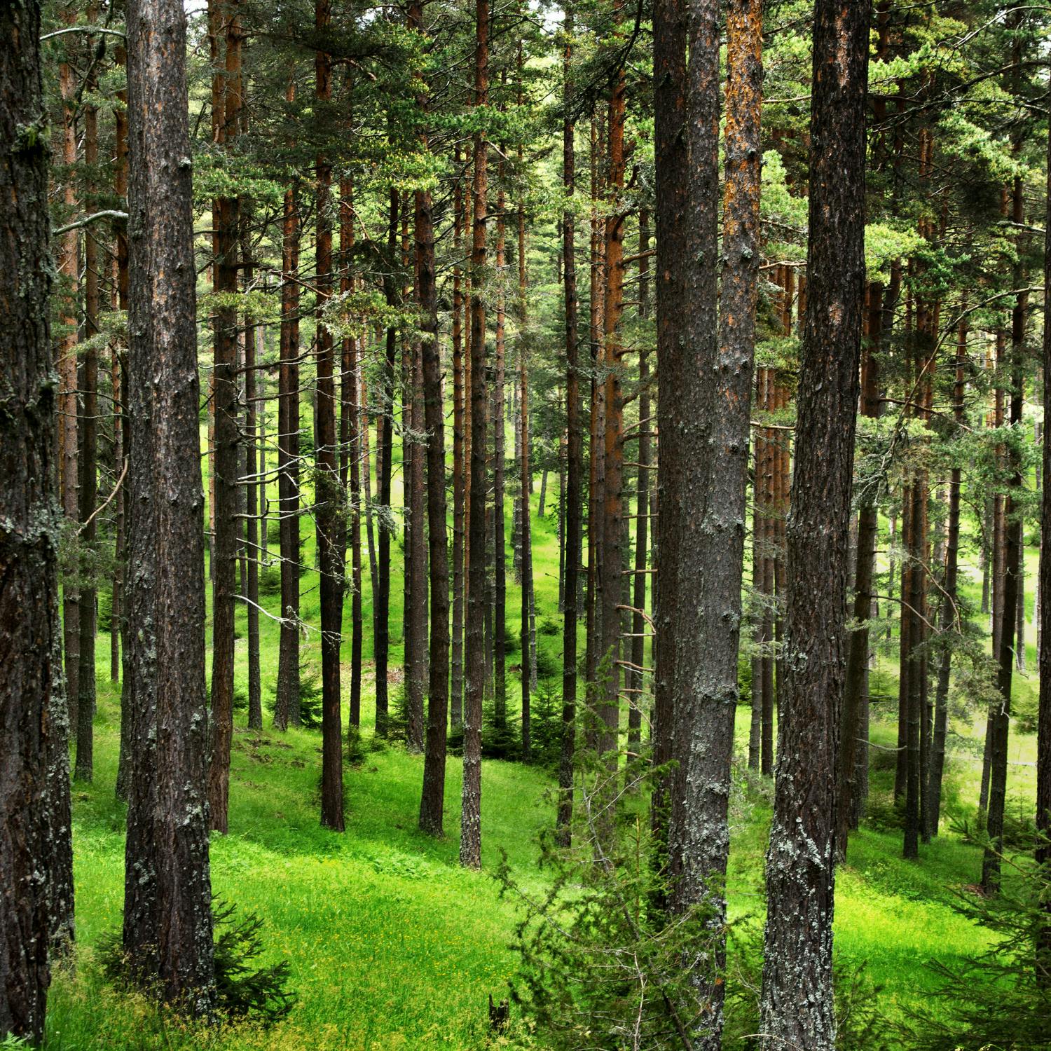 Urgent action needed to deliver change in the forestry sector episode artwork