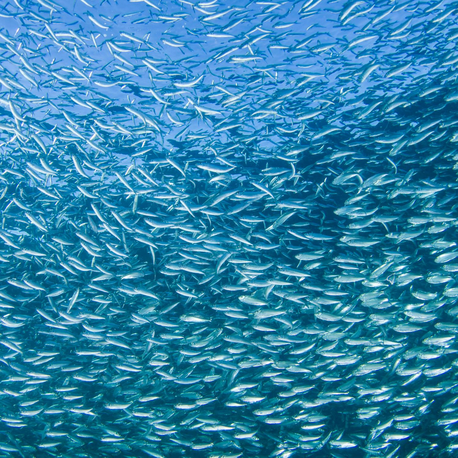 Green Scene: Overfishing is causing issues with herring