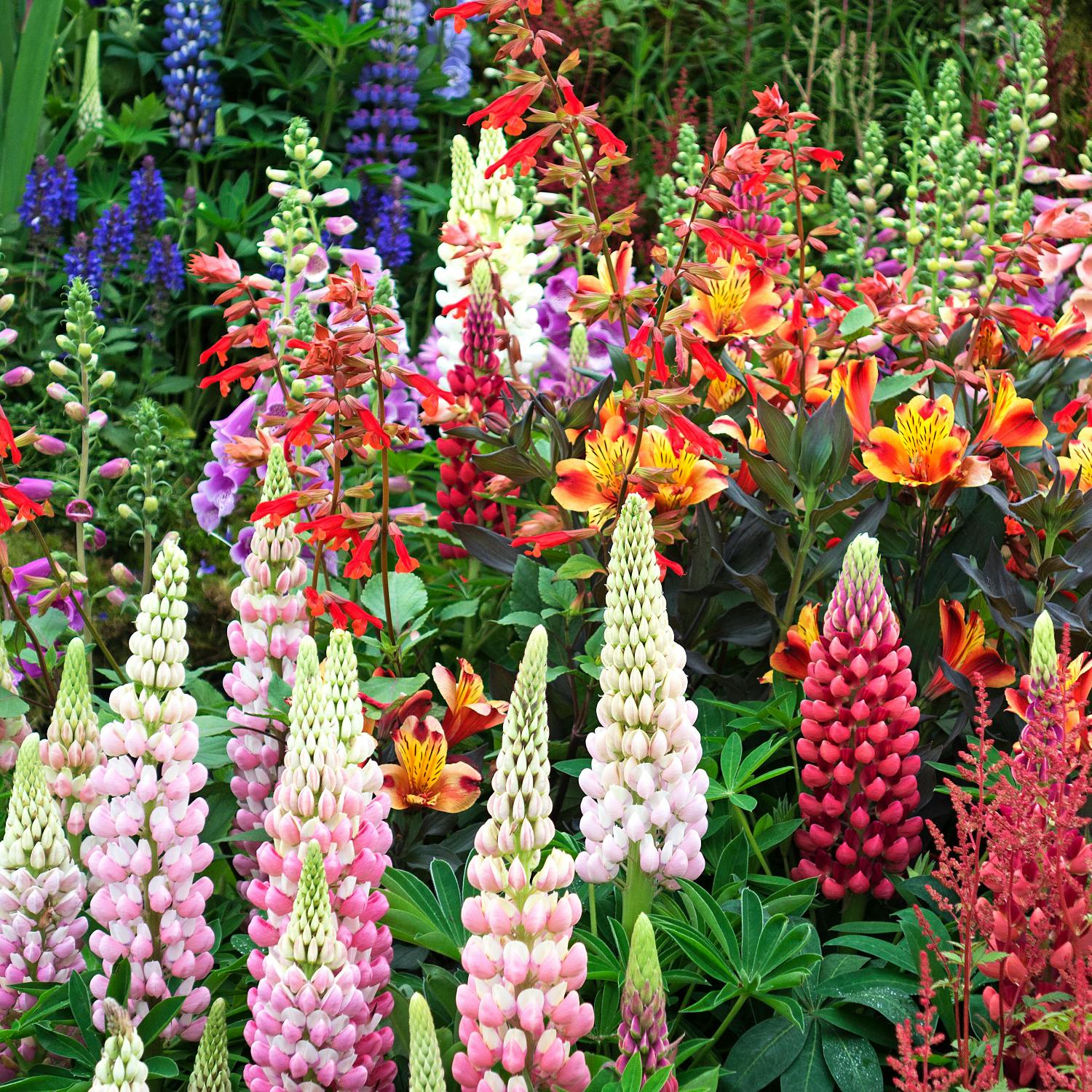 A brief history of garden making with Diarmuid Gavin