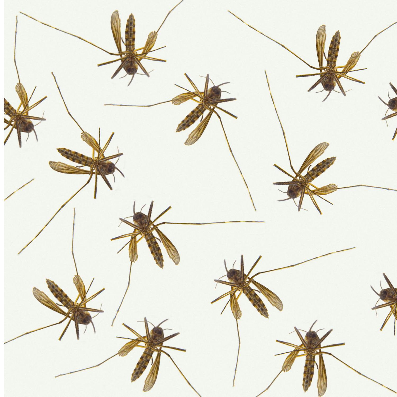 Mosquitoes can become attracted to insect repellant!
