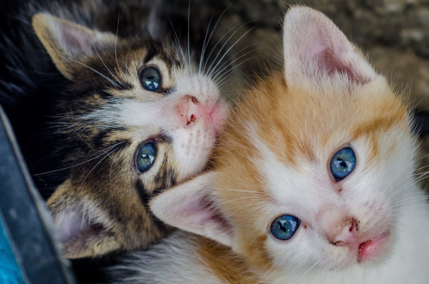 Pete The Vet Answers Your Pet Queries Pete The Vet Answers Your Pet Queries