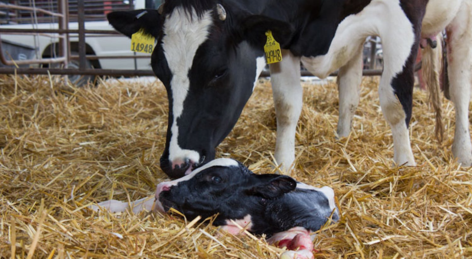 Farming: A New Way of Calving episode artwork