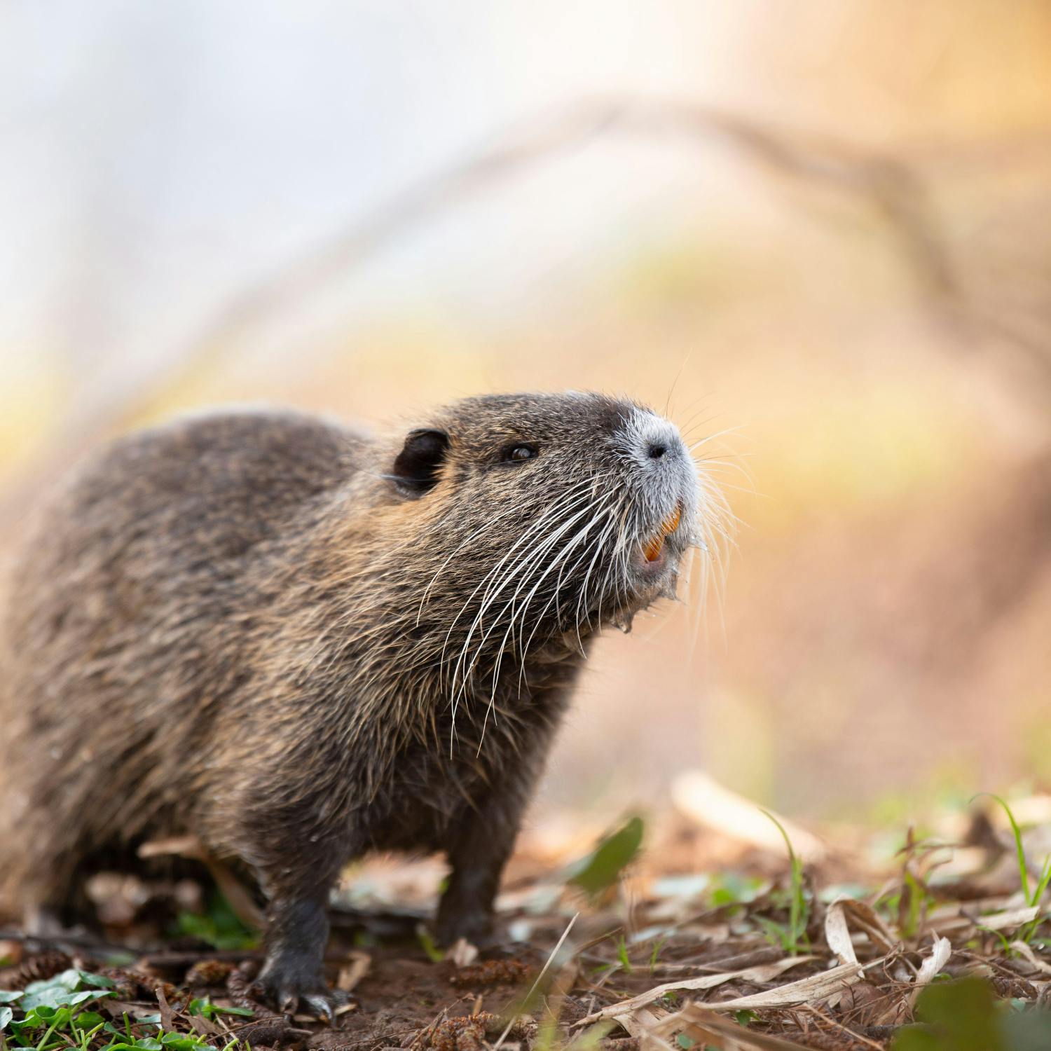 What  invasive species have we got living here?