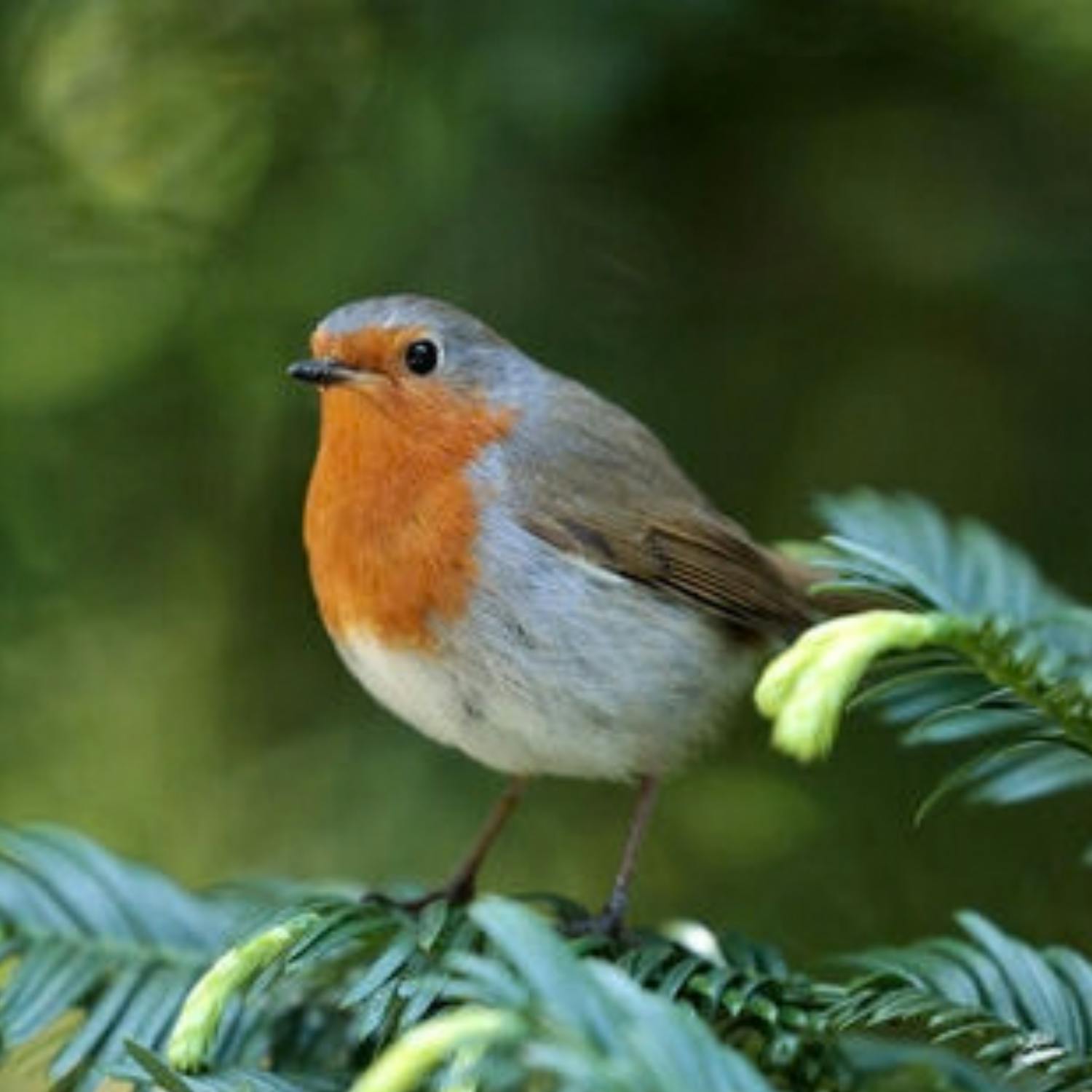 When should we start feeding birds again?