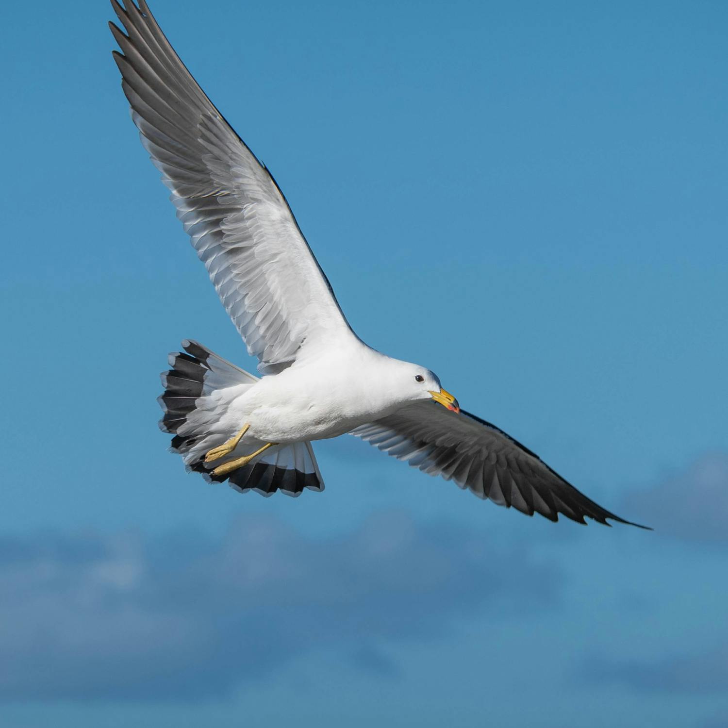 Googly eyes: the answer to seagull chip snatching?