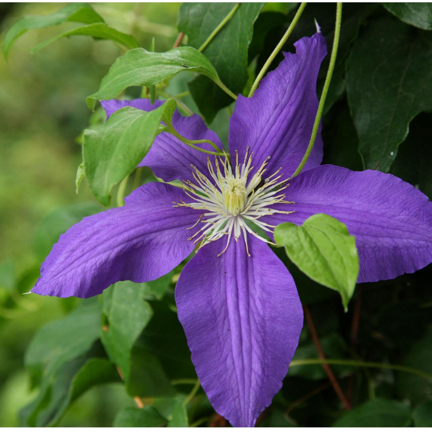 Gardening: Growing and caring for a  clematis plant episode artwork