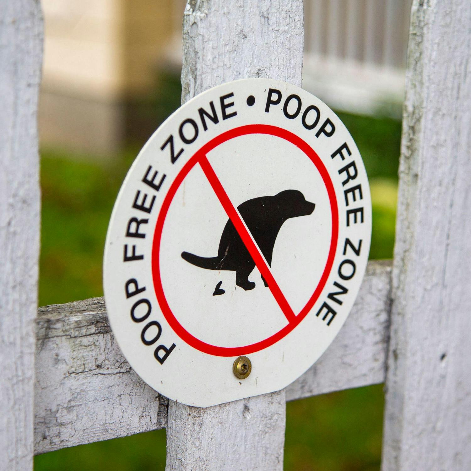 How do we deal with the dog poo problem? episode artwork