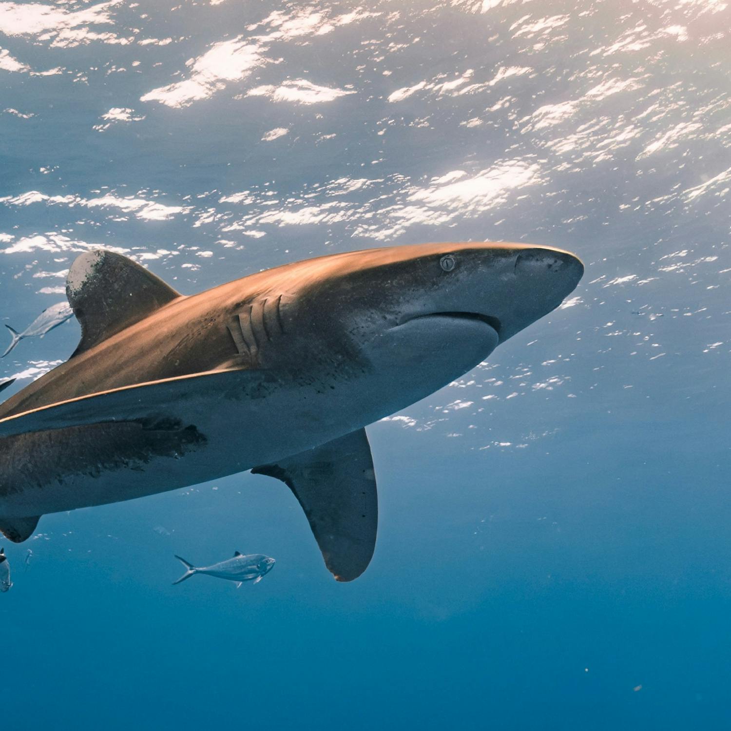What causes shark attacks? episode artwork