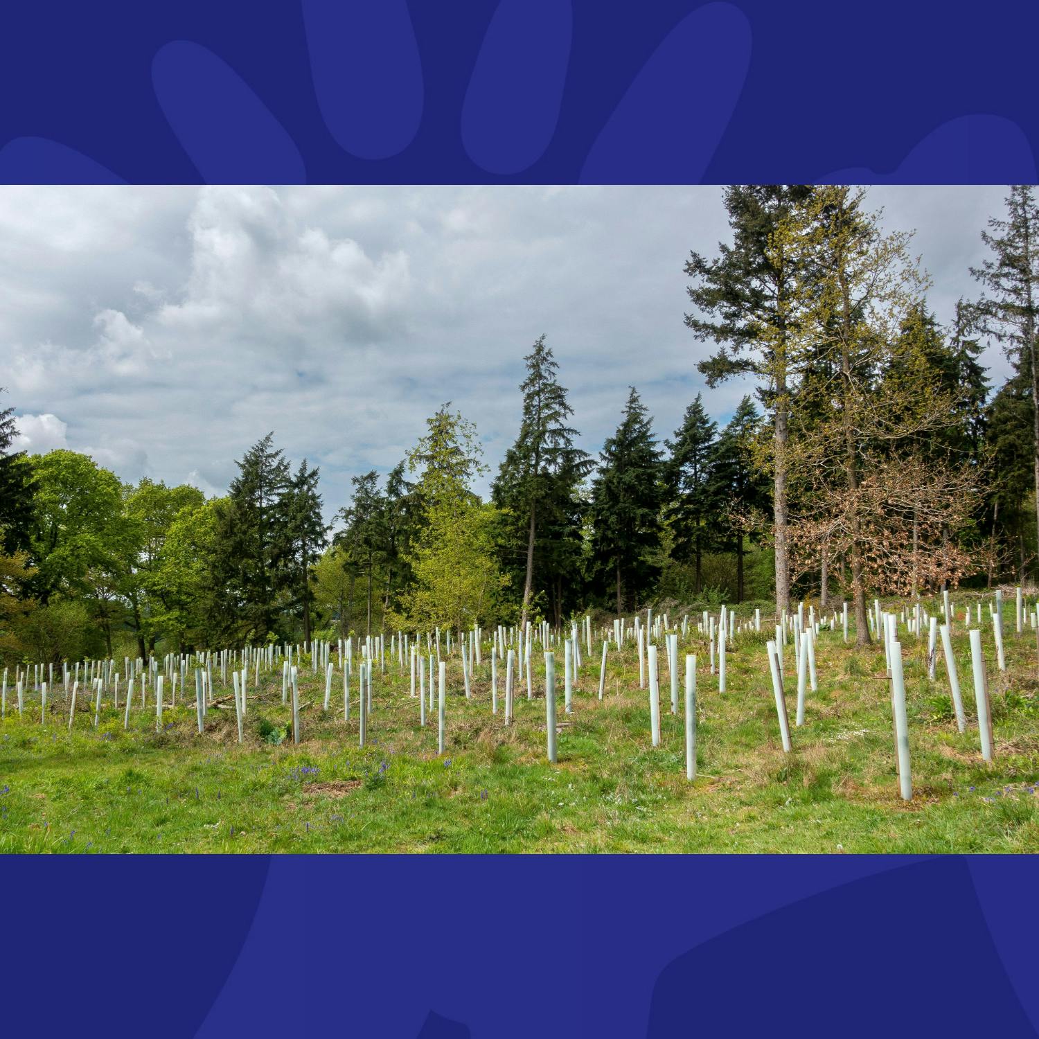 Half A Million Trees To Be Planted In England – Should Ireland Do The Same?