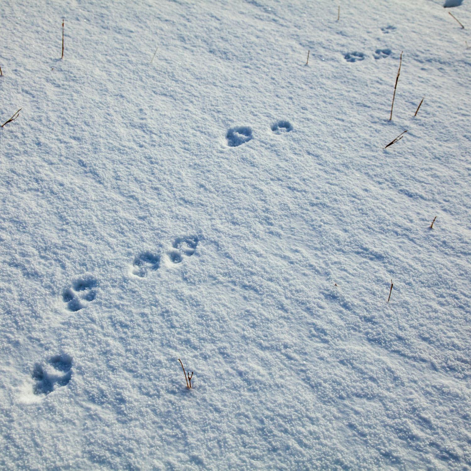 Could We See A Return Of The Beast From The East?