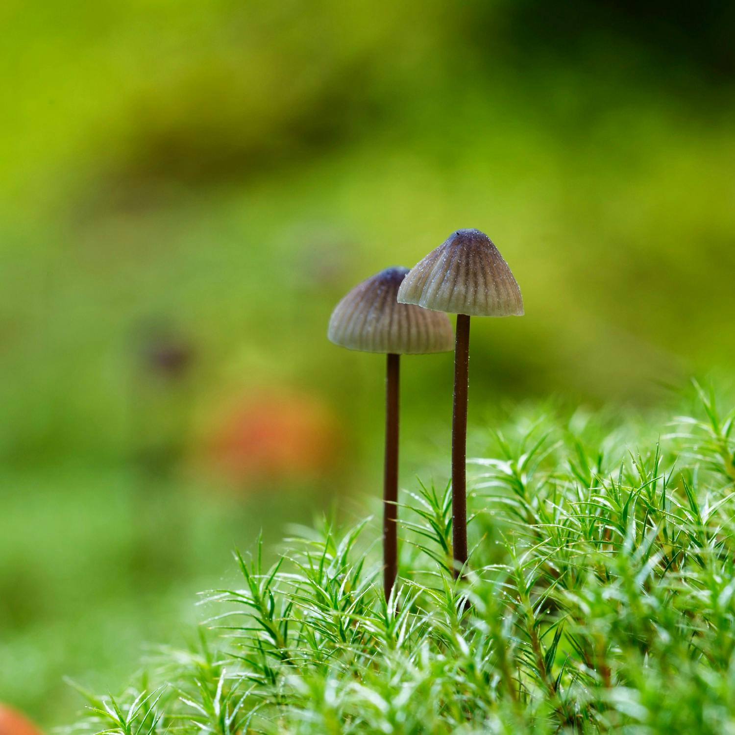 Can a substance found in magic mushrooms alleviate depression?