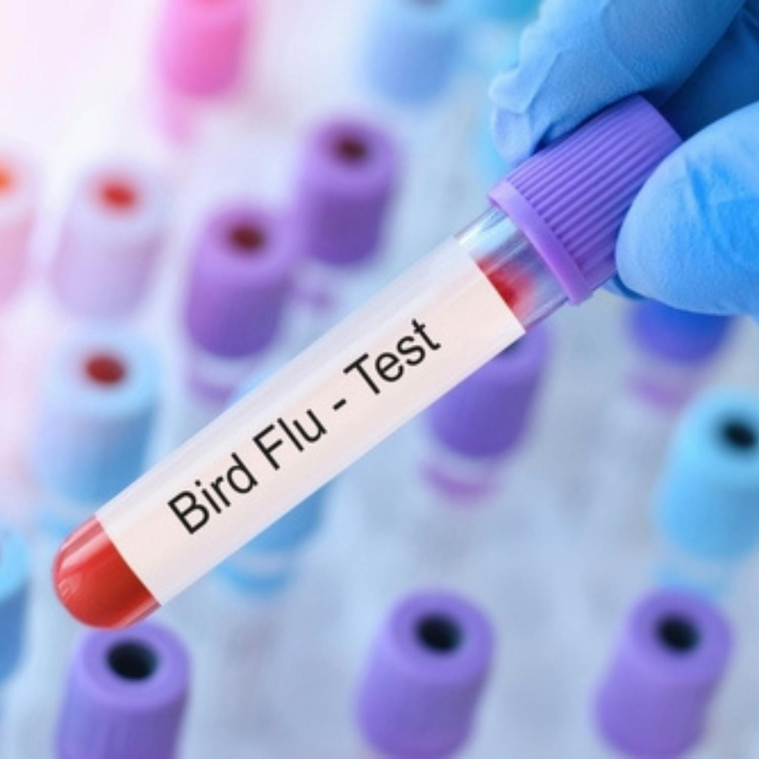 Concerns about the spread of bird flu to humans