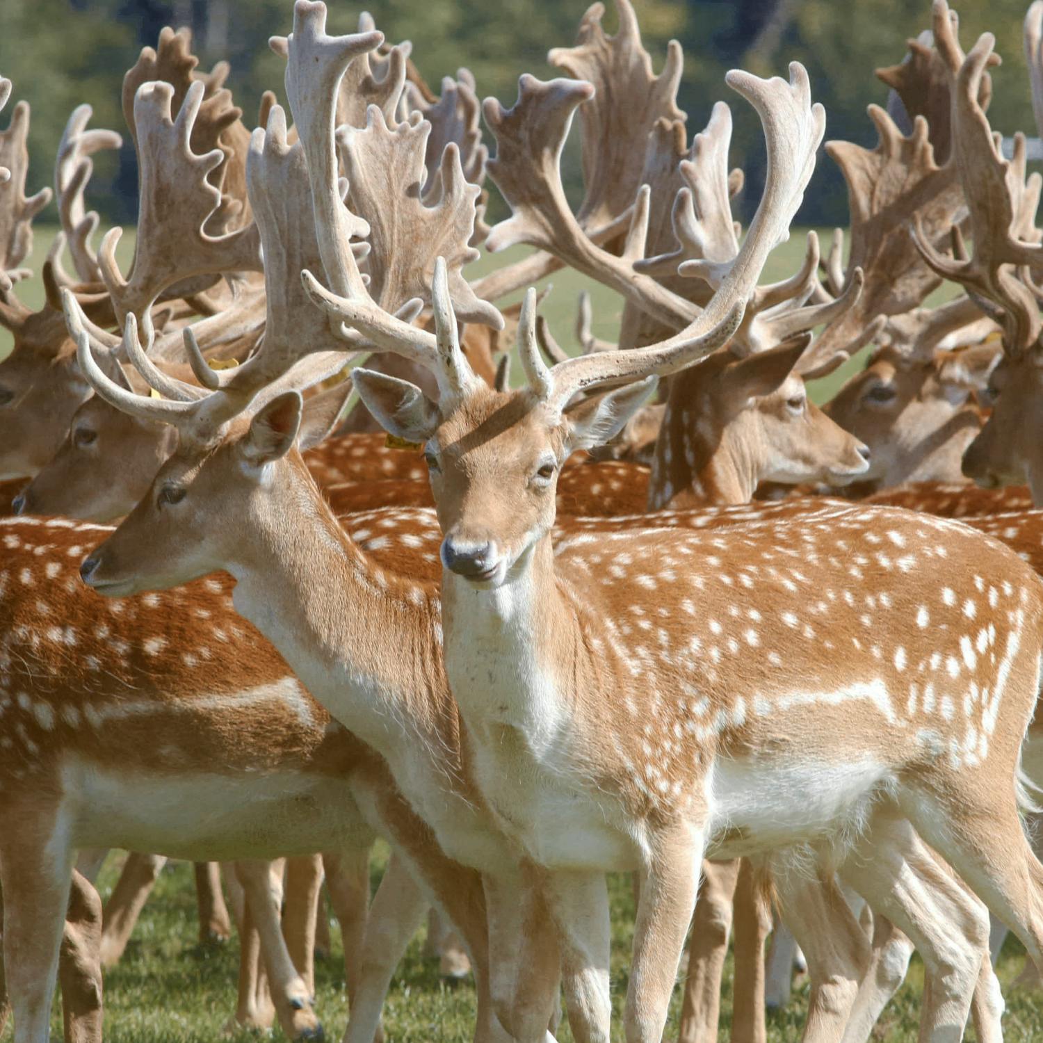Should we clamp down on how we cull deer?