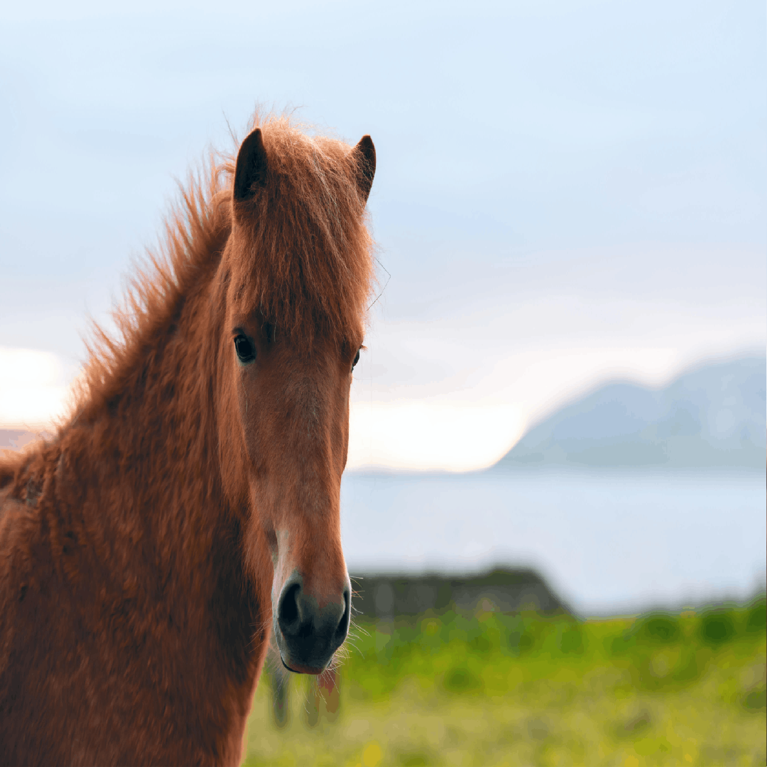 cover of episode Could breeding horses be a solution for climate change?