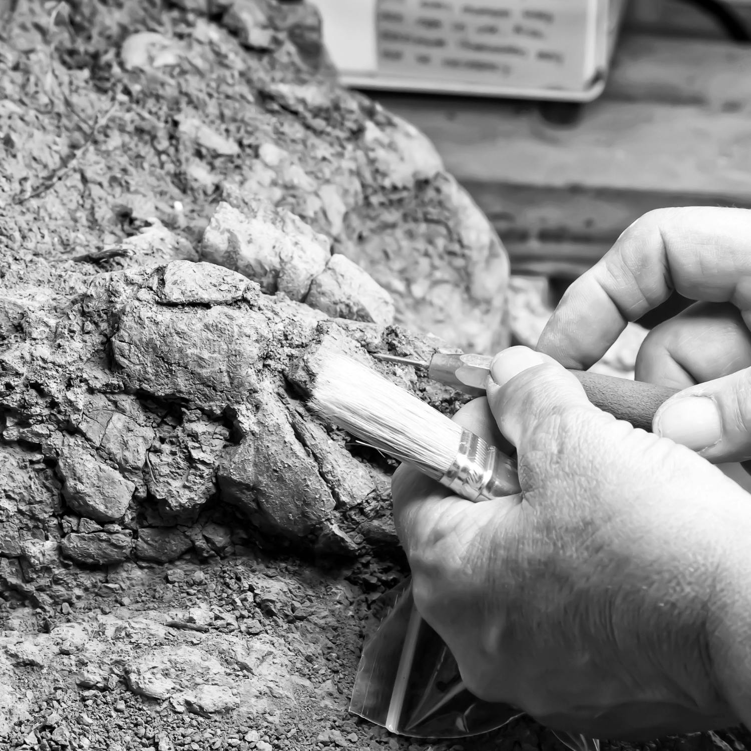 A groundbreaking fossil discovery!