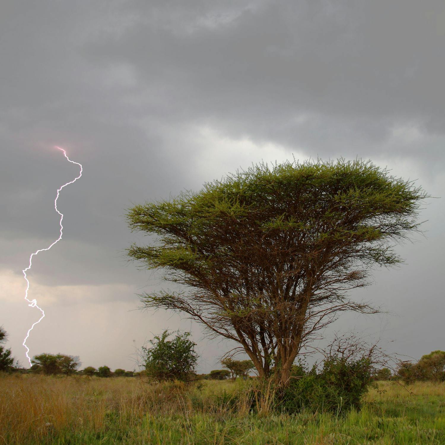 Green Scene: Tree adapt to lightning strikes