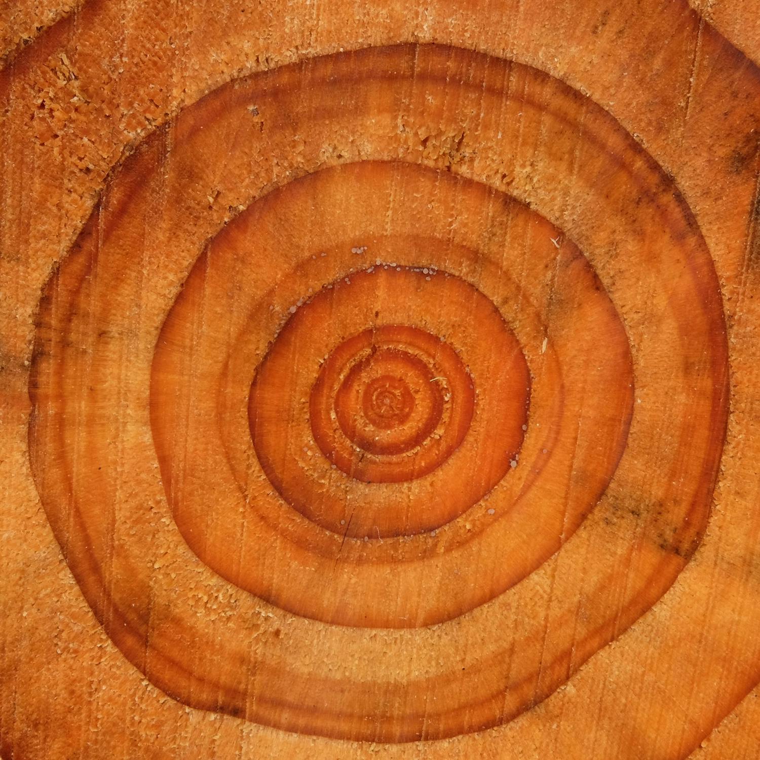 Futureproof Extra: How The World's Oldest Trees Have Lived So Long episode artwork