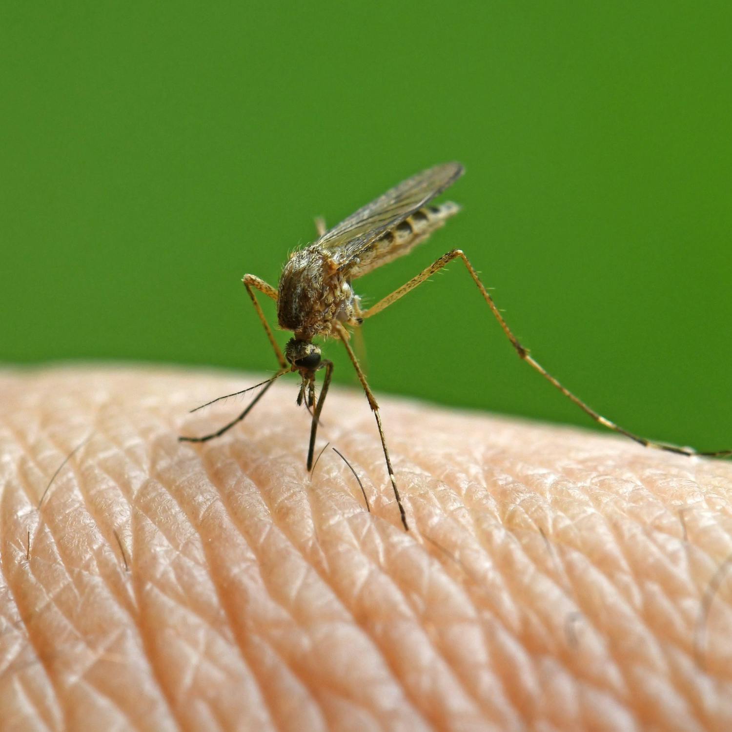 How do you avoid mosquito bites? artwork
