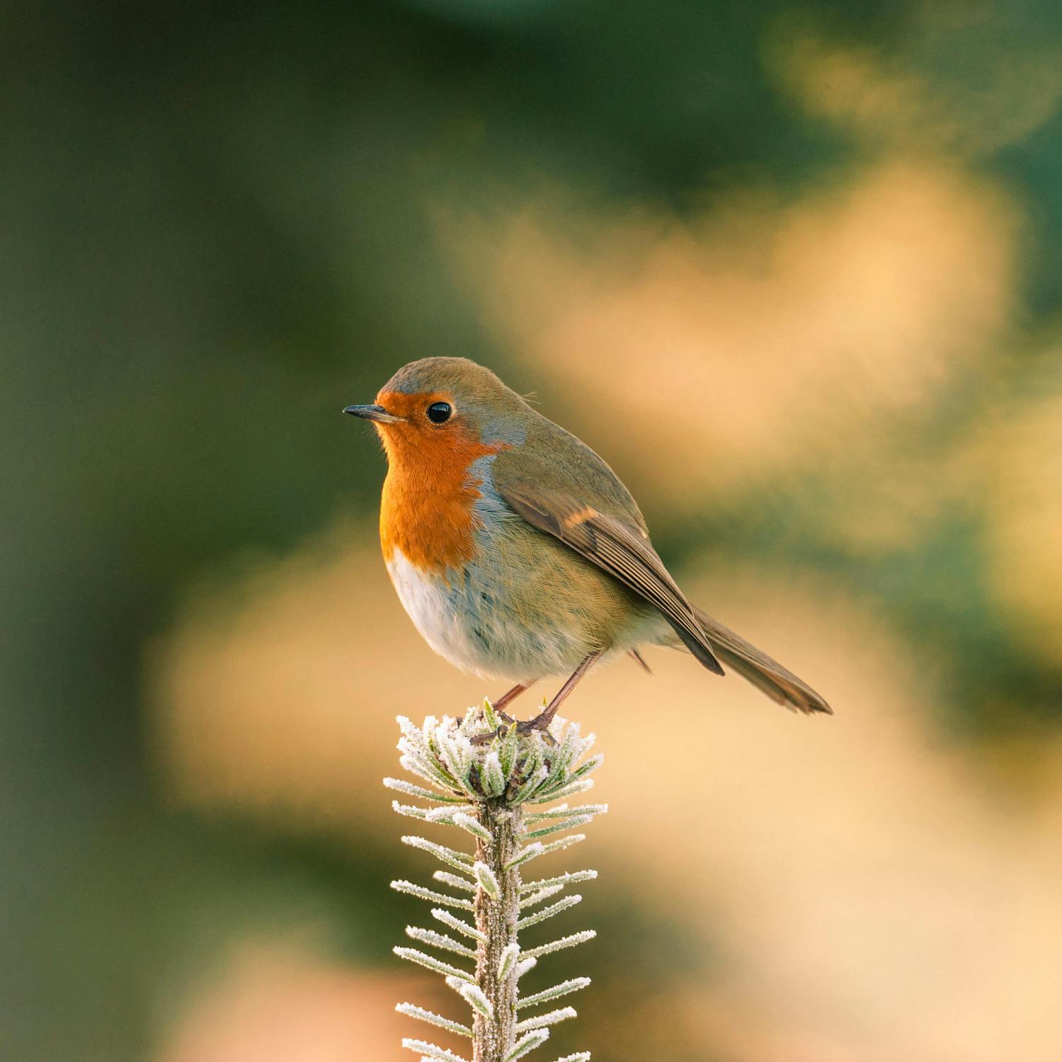 How to help birds this nesting season!