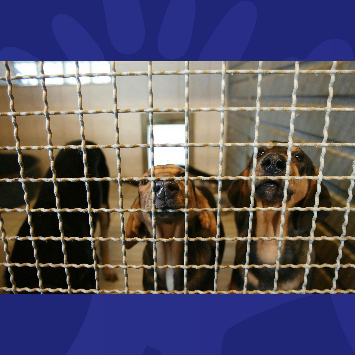 Legislation To Tackle Puppy Farms Brought To Cabinet