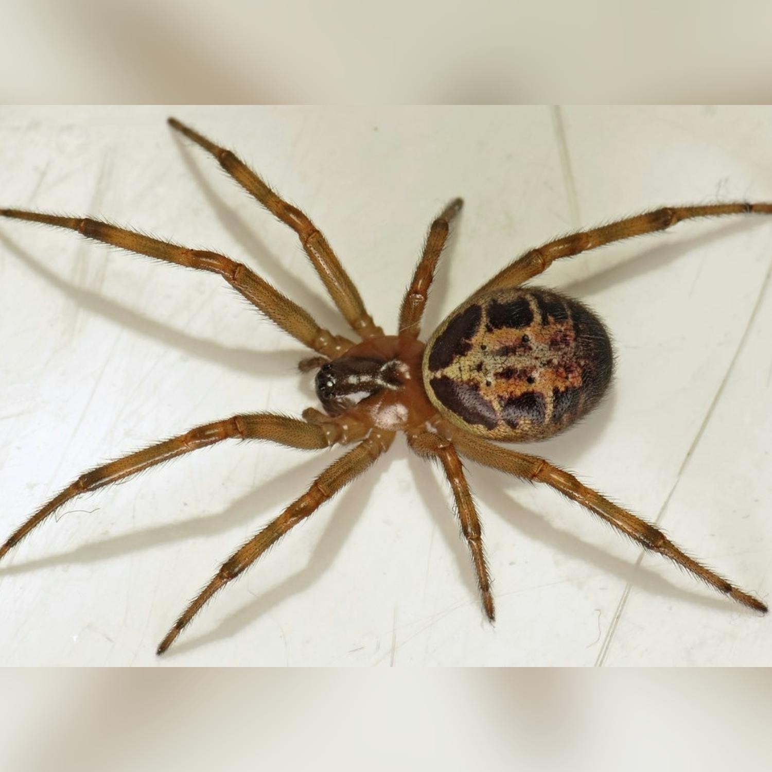 Rise in “false widow spider” bites - should we be worried?