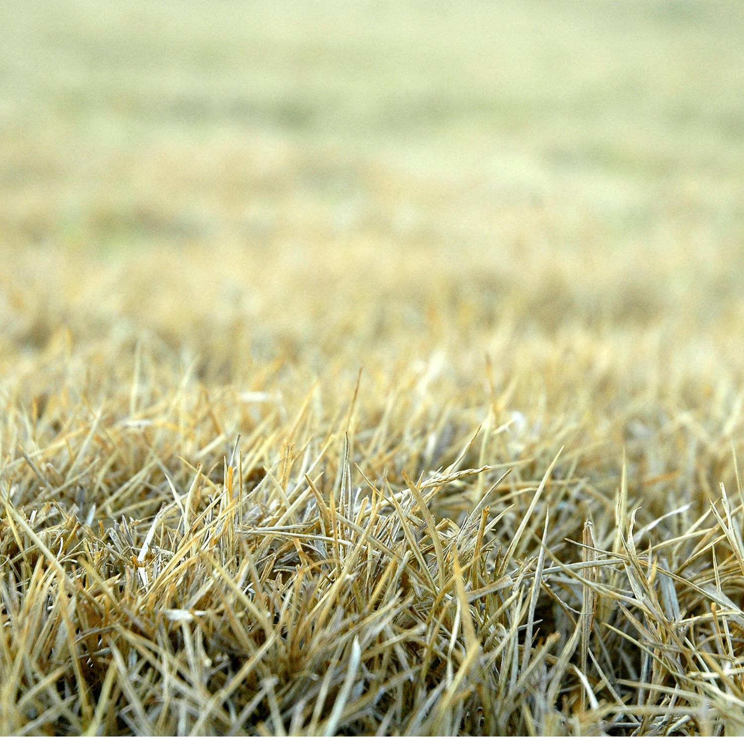 Is your grass dead or just taking a nap?