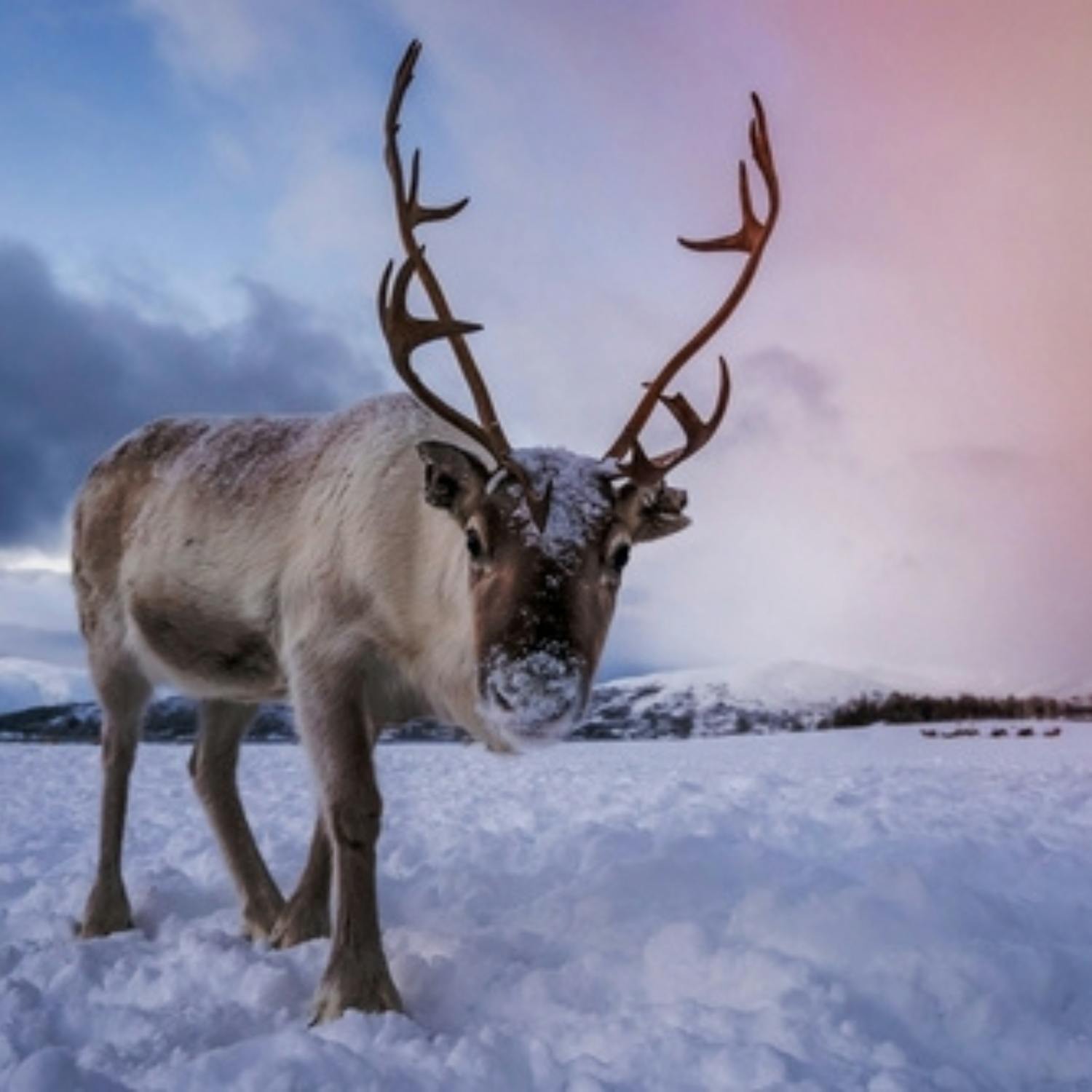 How reindeer chew their food while napping
