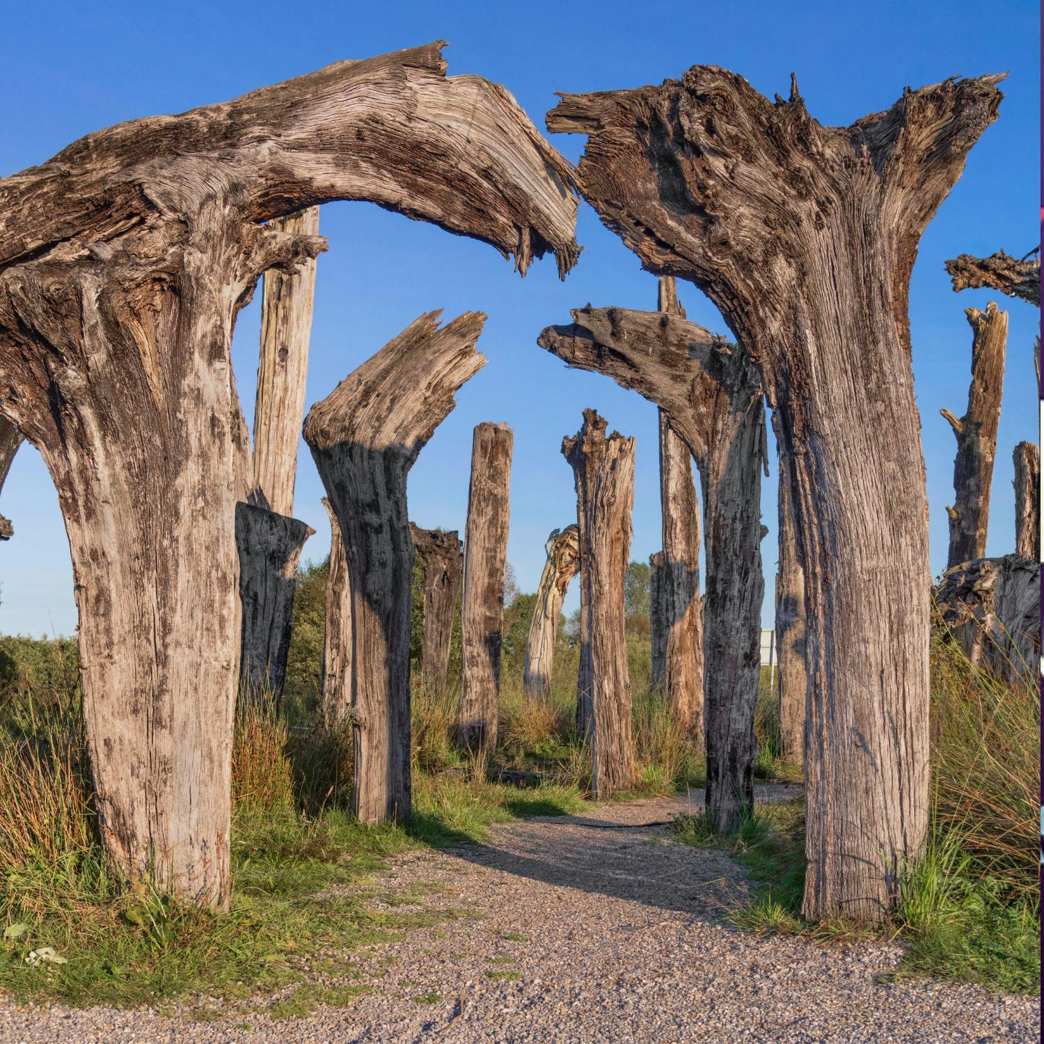 Gardening Stories:  Lough Boora Sculpture Park