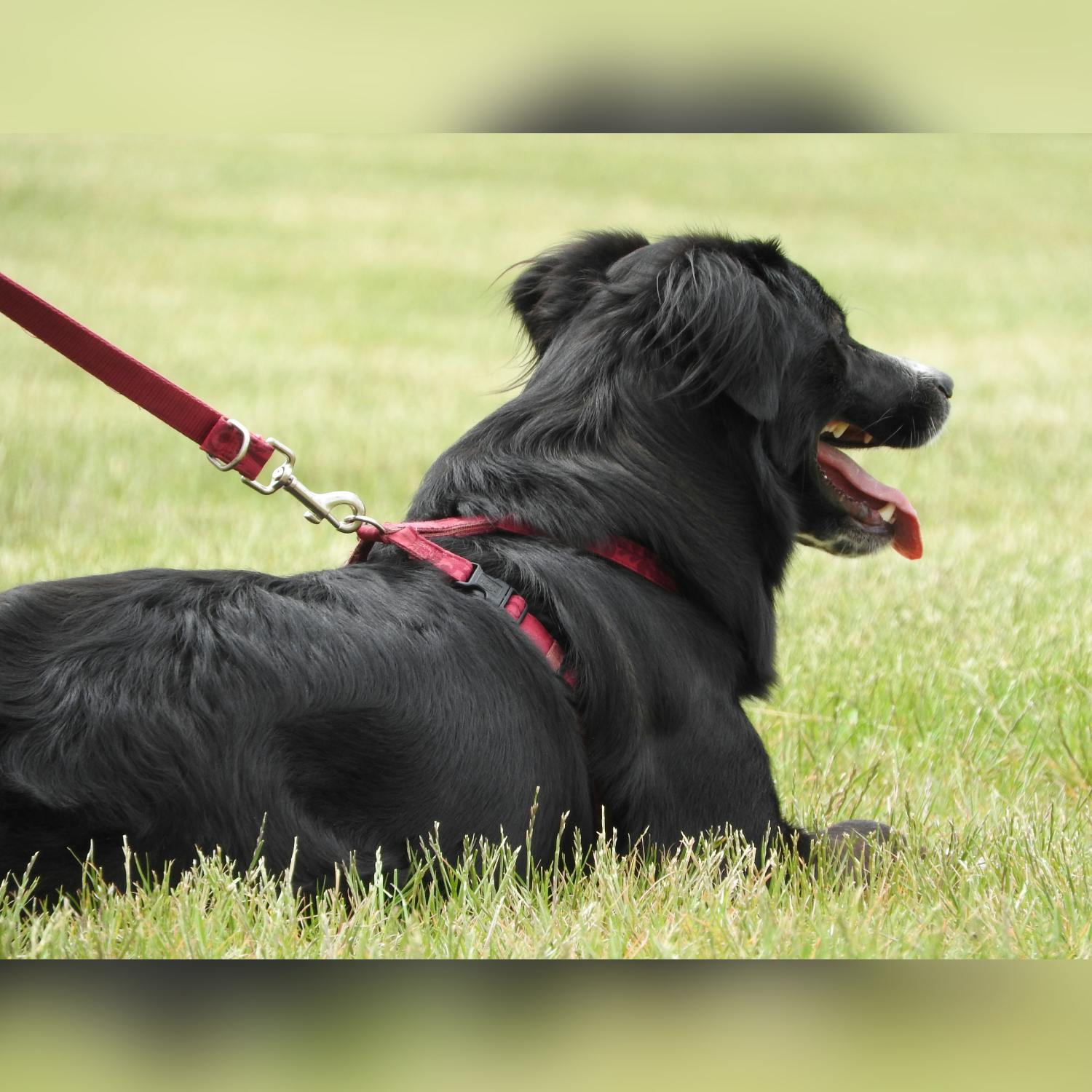 Should dogs always be on a lead in public?