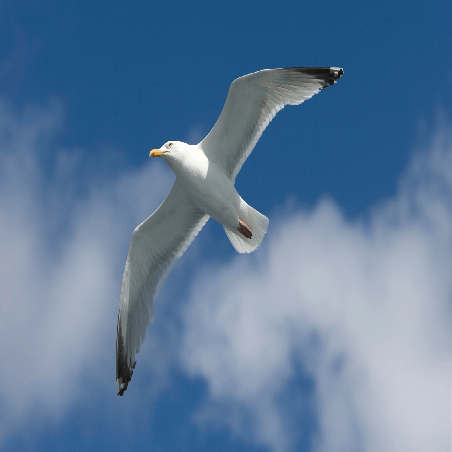 cover of episode Should we cull seagulls?