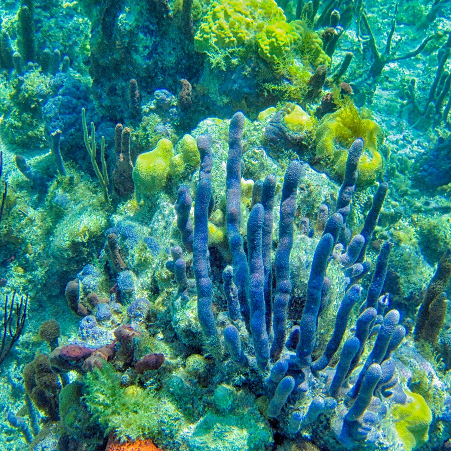 Green Scene: How coral reefs have reached a tipping point