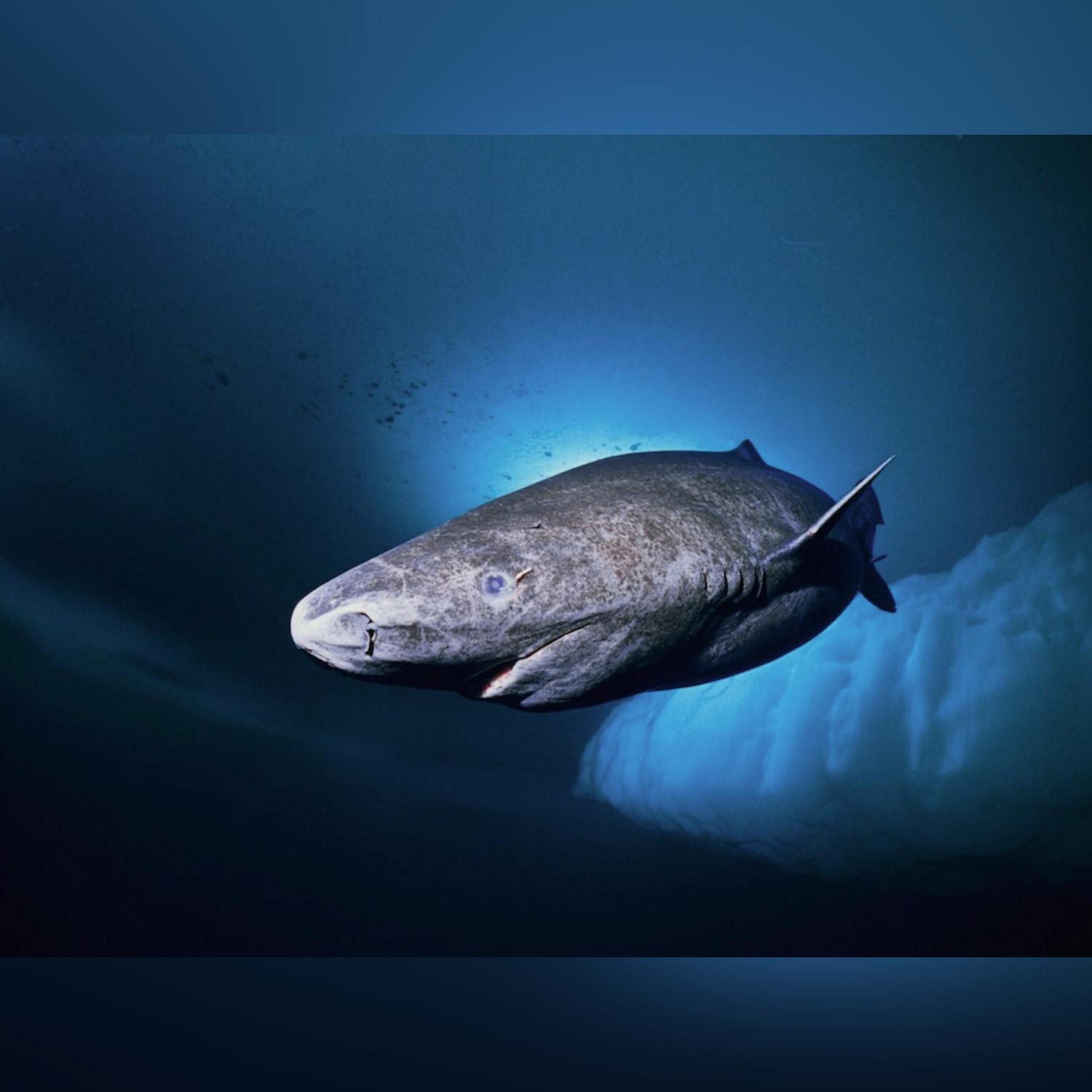 Rare shark washes up on Sligo beach!