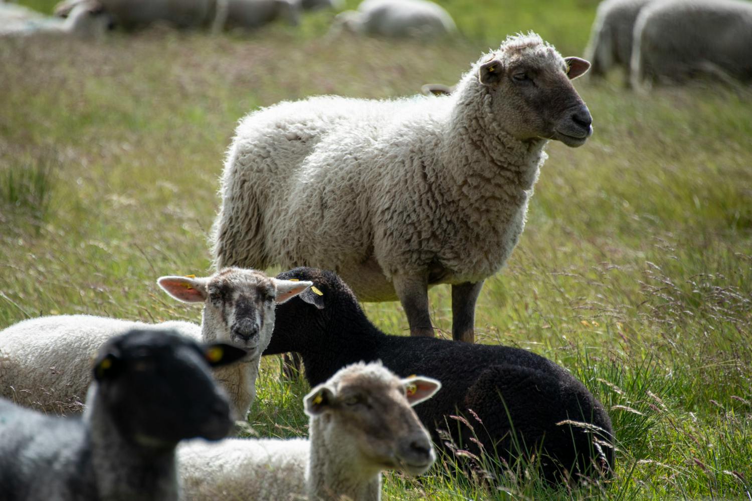 Farming: All Morning I've been trying to get 14 pet lambs out of a shed episode artwork