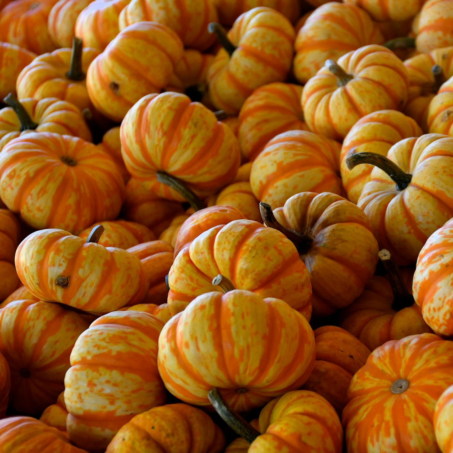 The history of Samhain - and how it connects to Halloween