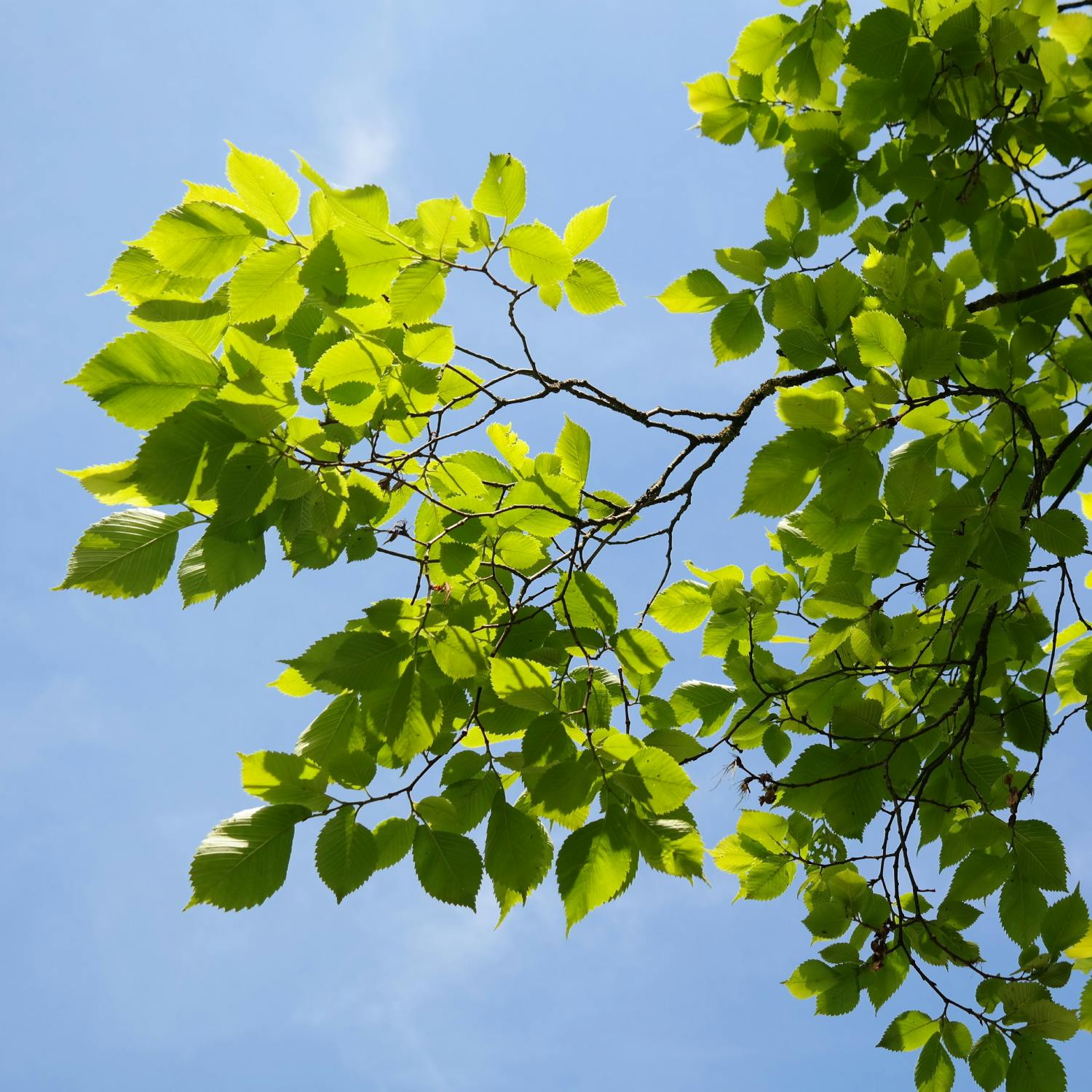 Four trees in Rathmines could save native elm species episode artwork