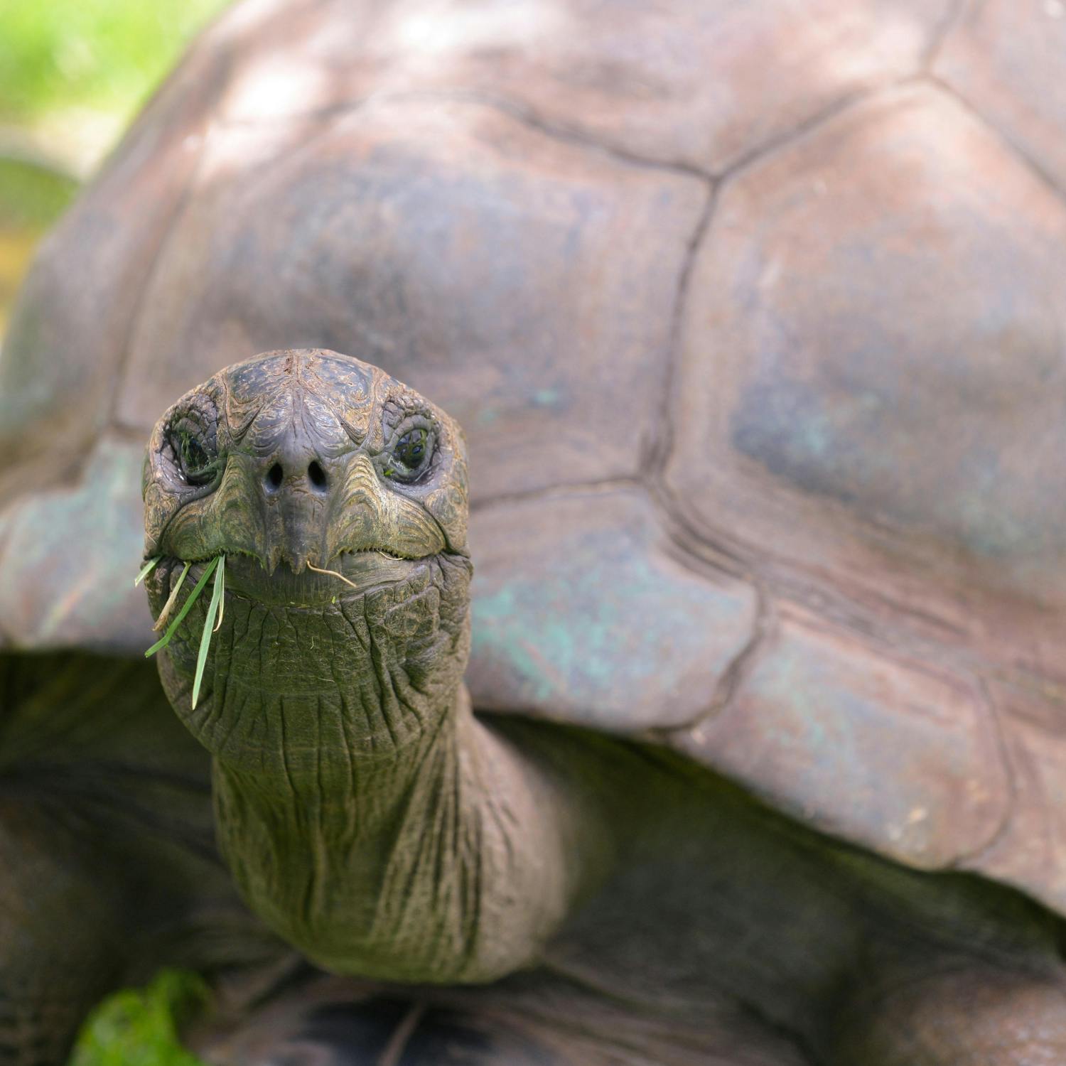 Could a 194 year old tortoise hold the key to human aging? 