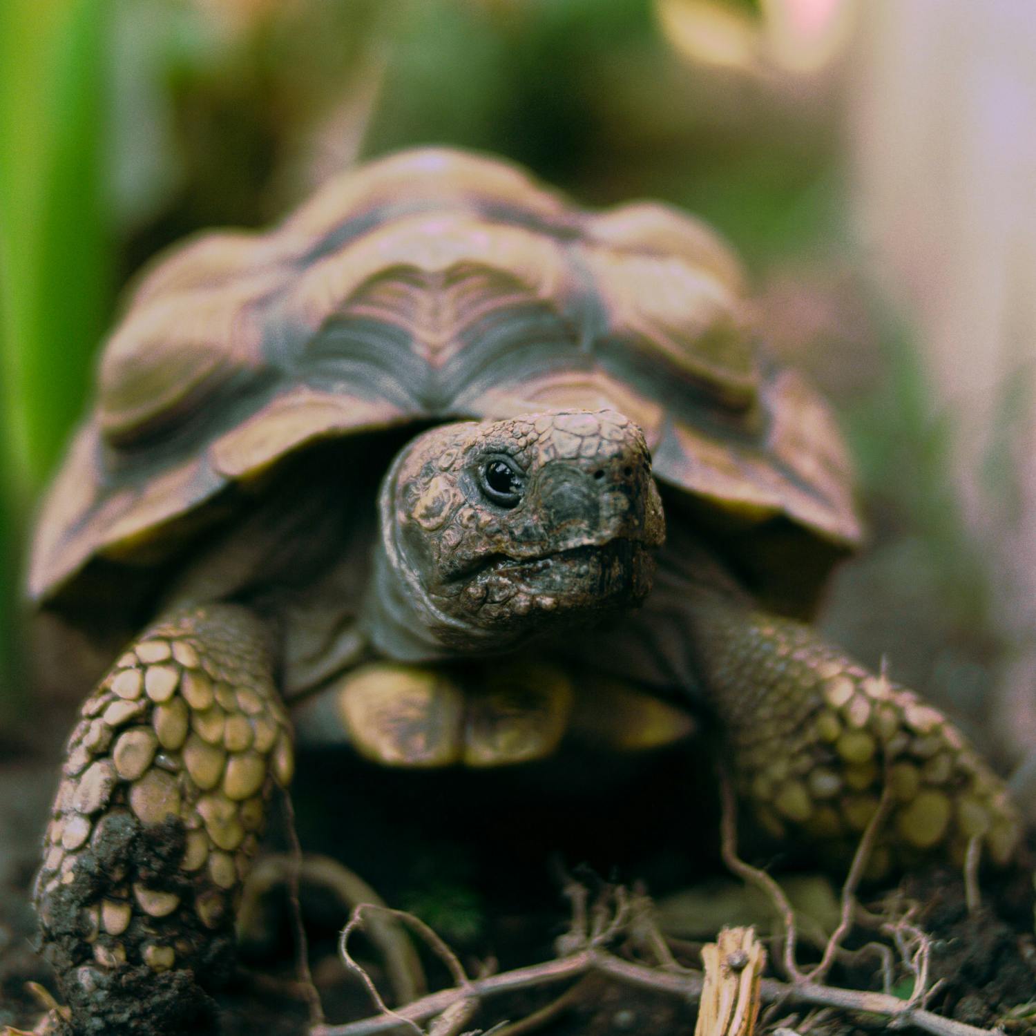 Tortoise island in danger of extinction due to lack of males episode artwork