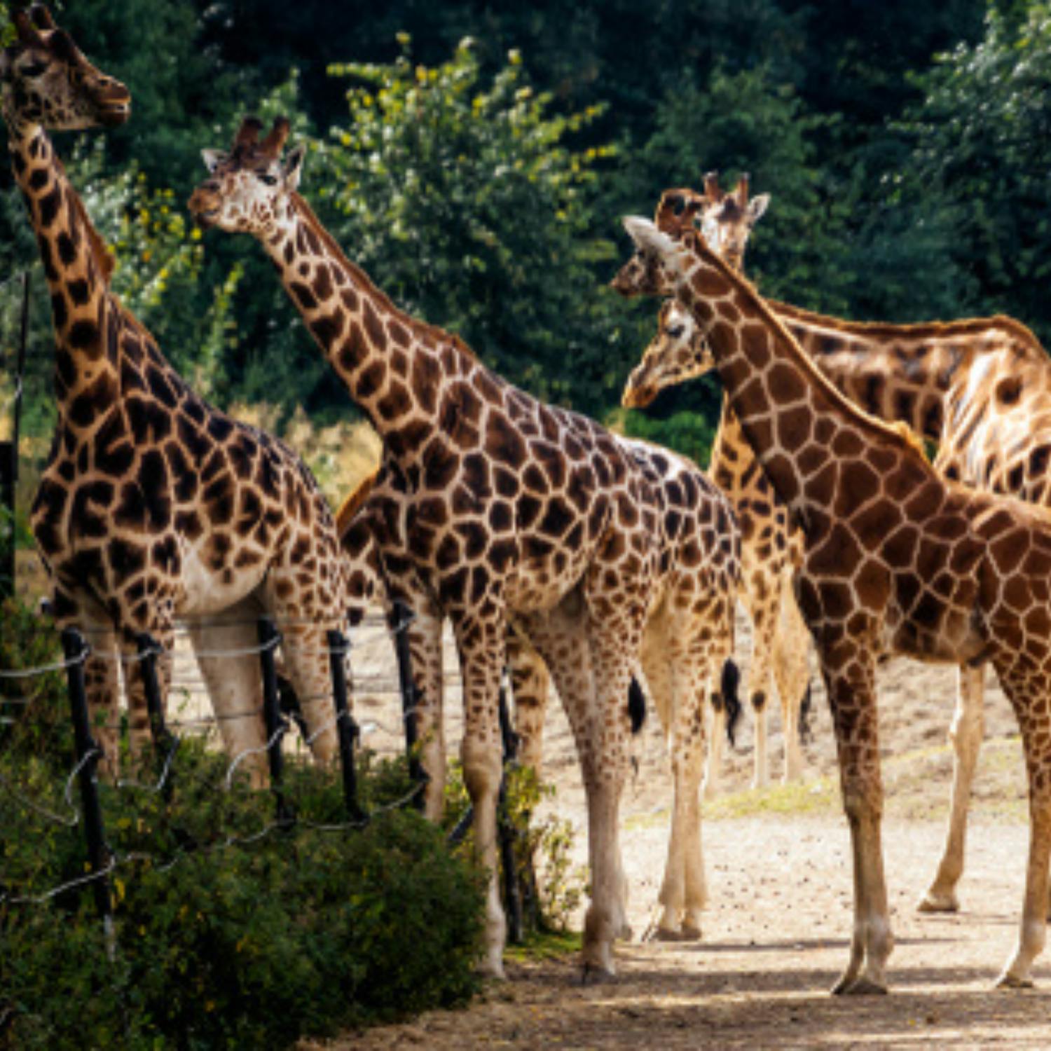 Zoo Live is back!