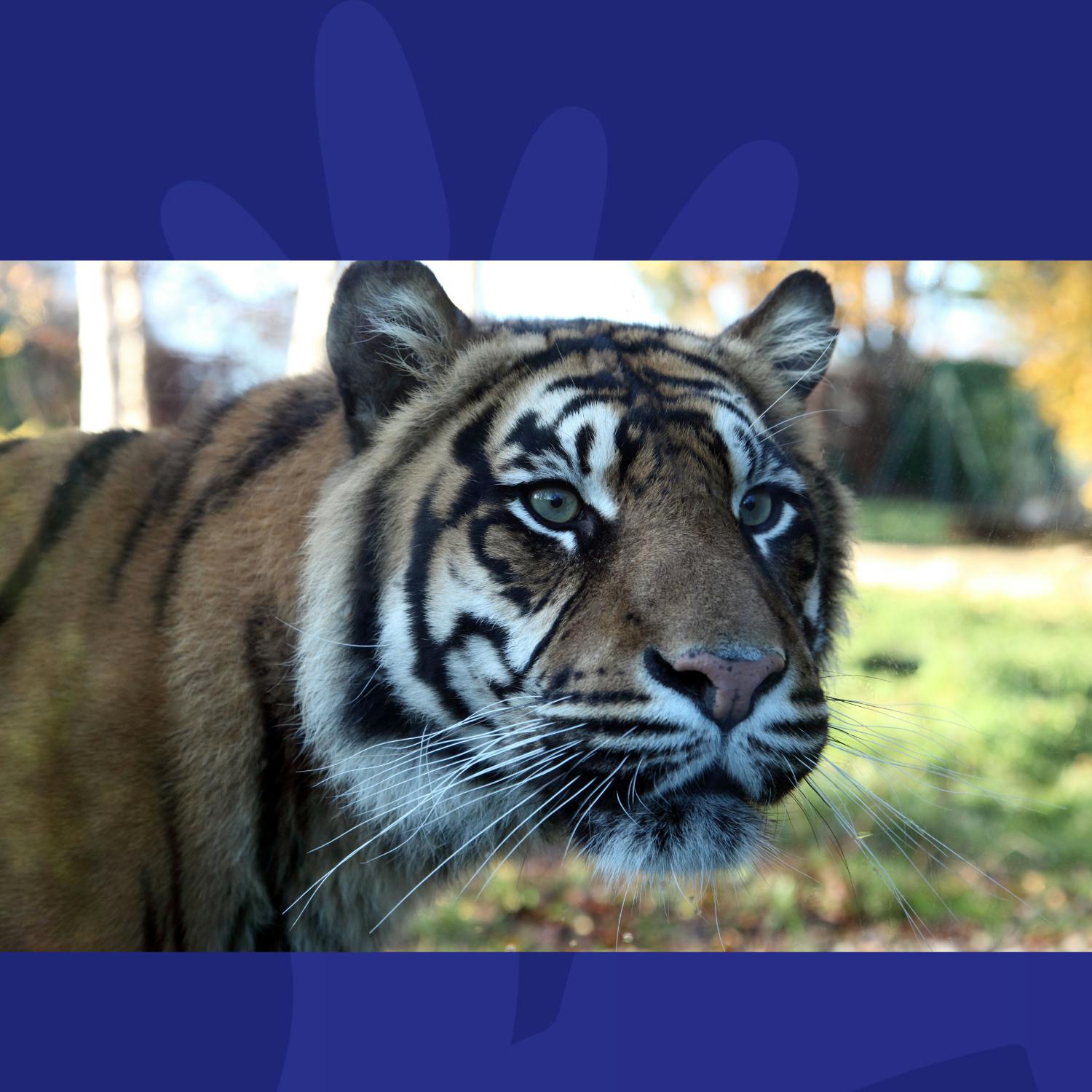 Anna Daly Reveals Which Irish Comedian Had A Very Close Encounter With A Tiger episode artwork