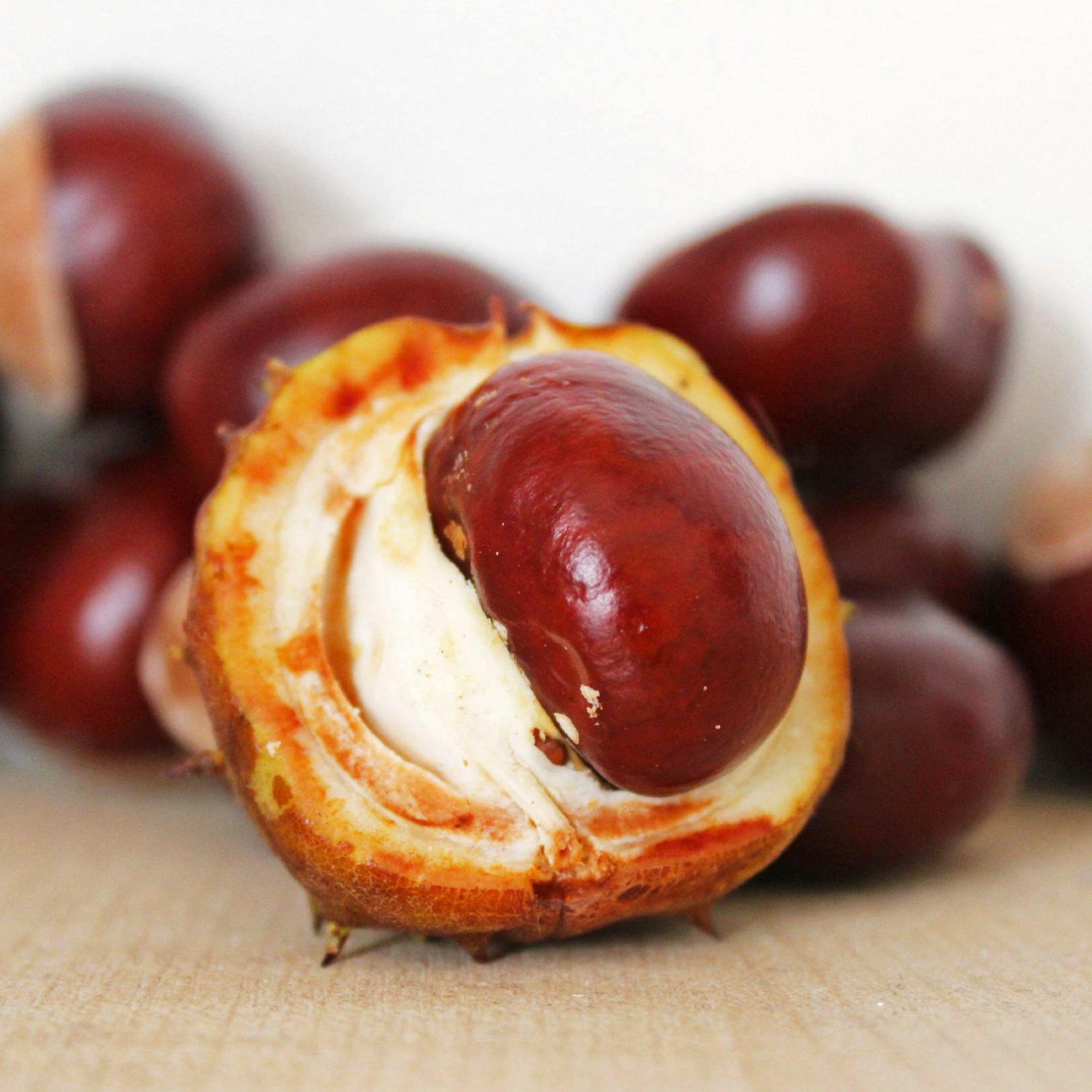 World Conker Championships now at risk due to climate change!