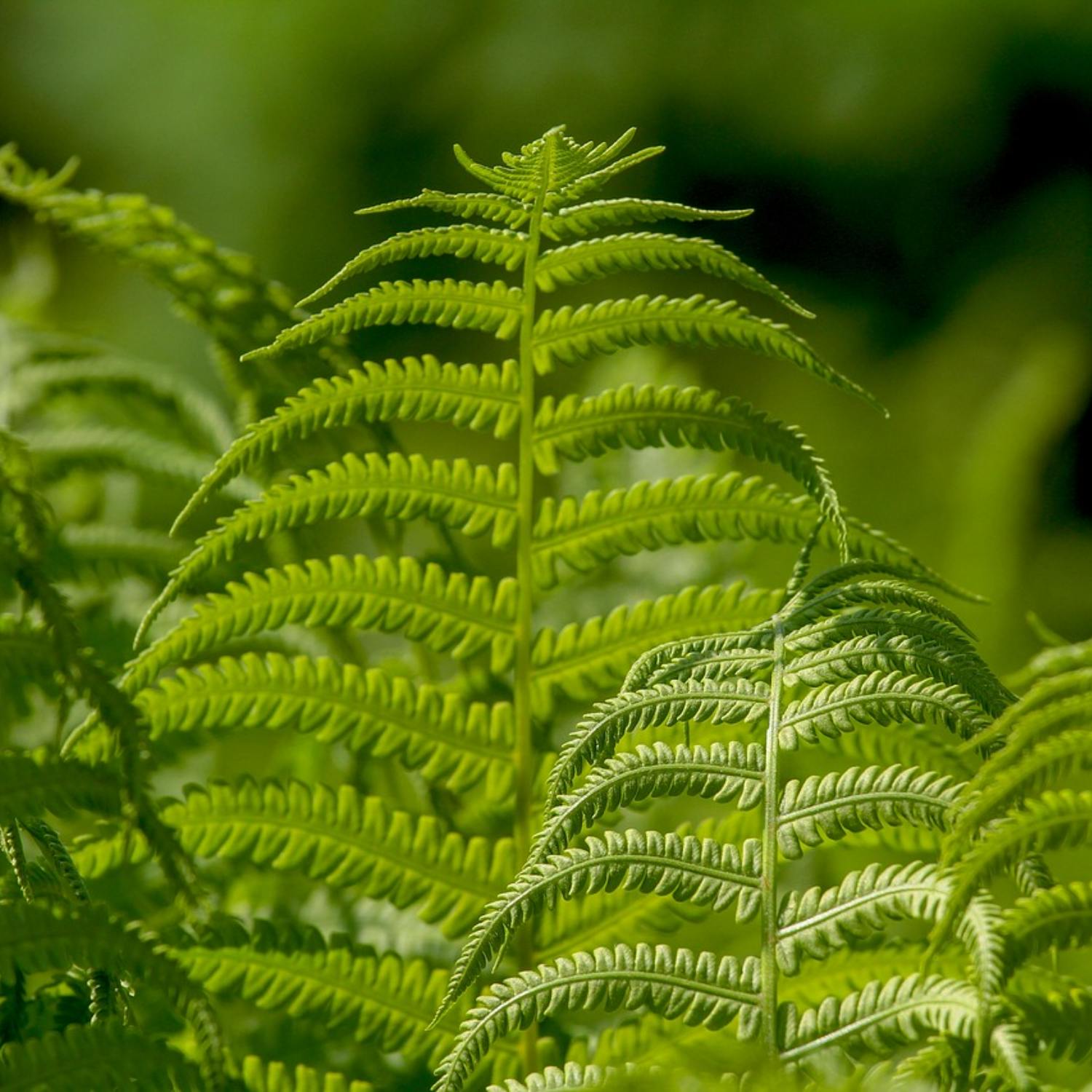 Ask the Expert: Brian Burke, Garden Expert Ask the Expert: Brian Burke, Garden Expert