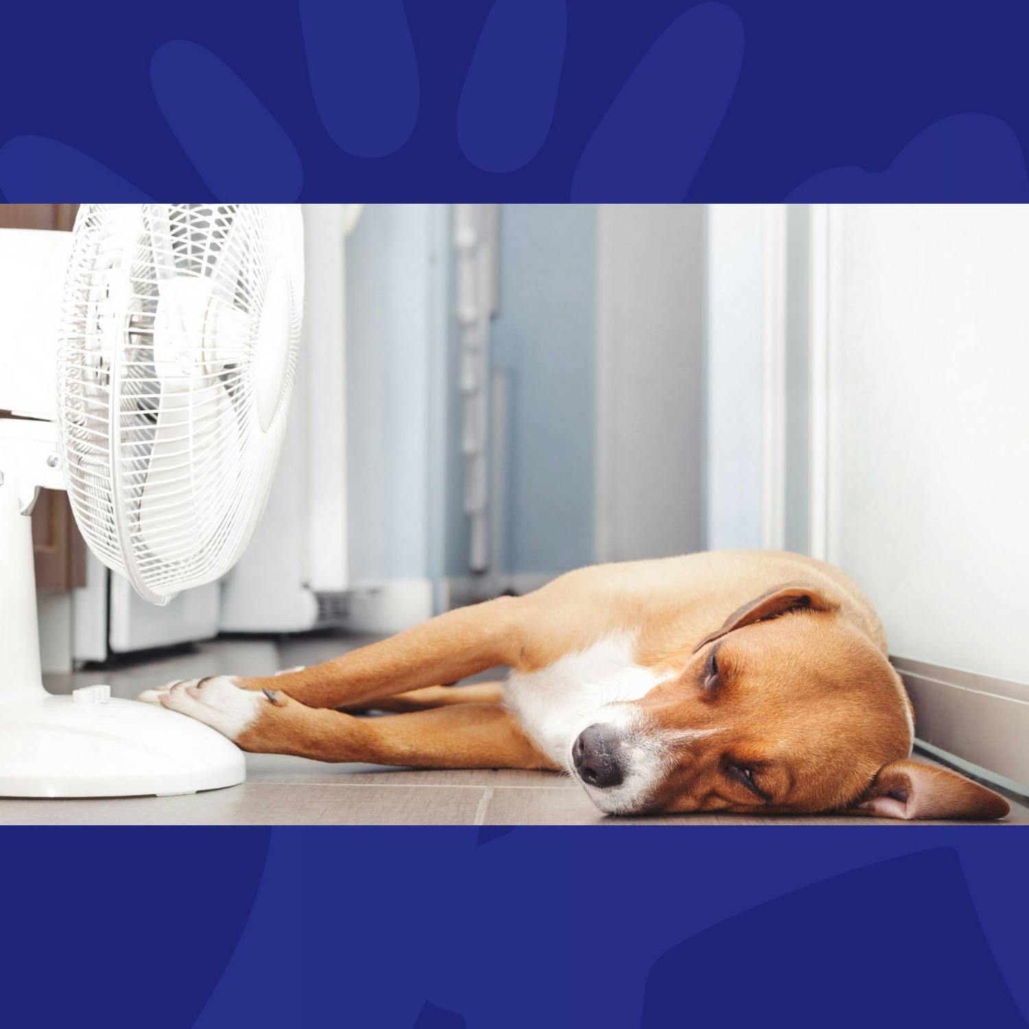 How To Protect Your Dog During The Heatwave