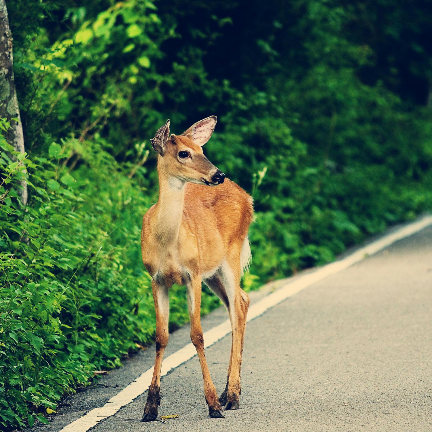 Does our deer population need to be controlled?