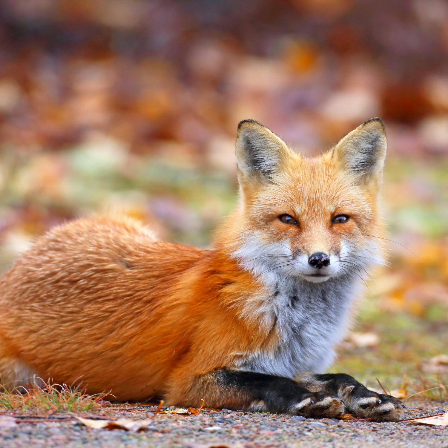 Calls for fox hunting to be banned episode artwork