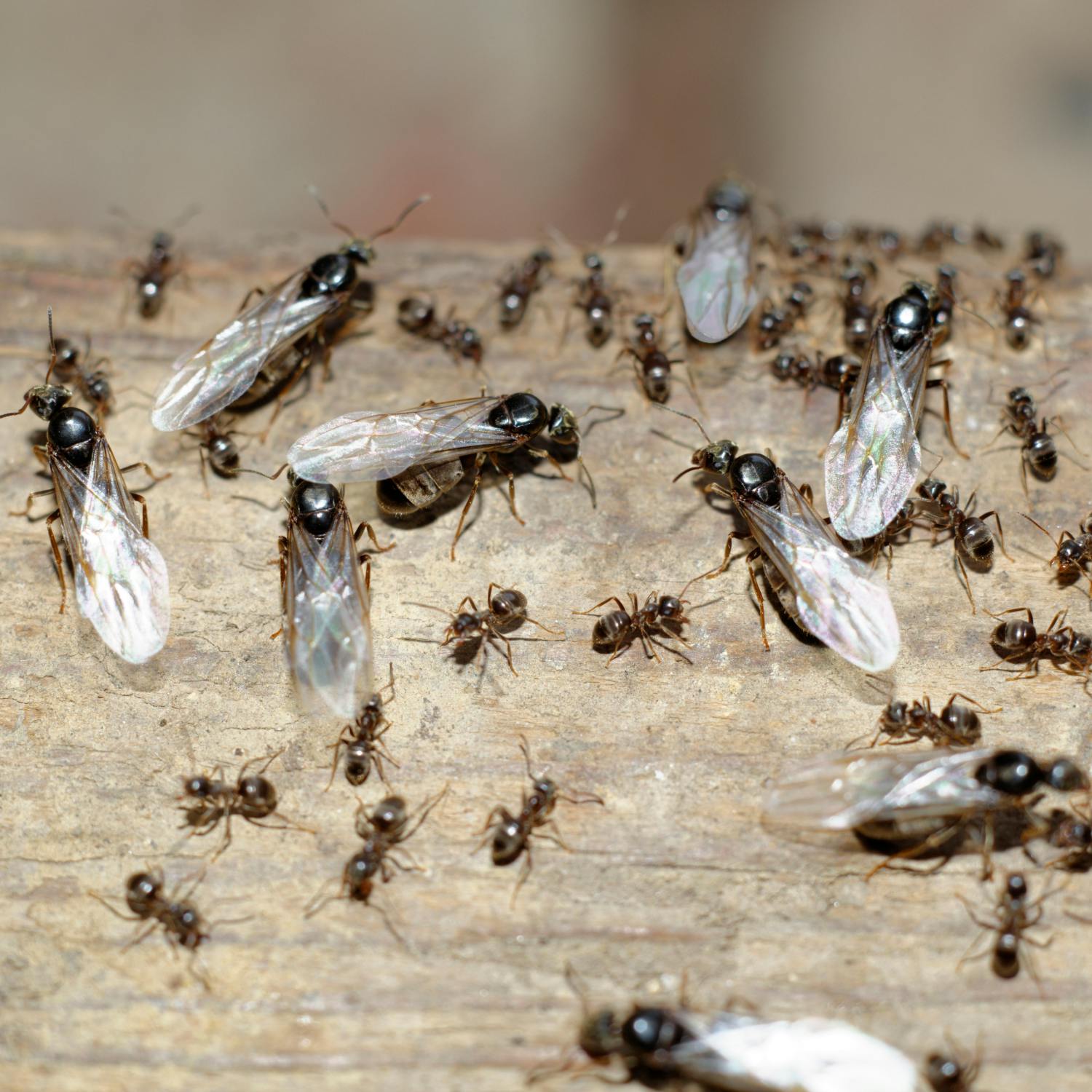 Flying ants - how do you get rid of them? episode artwork