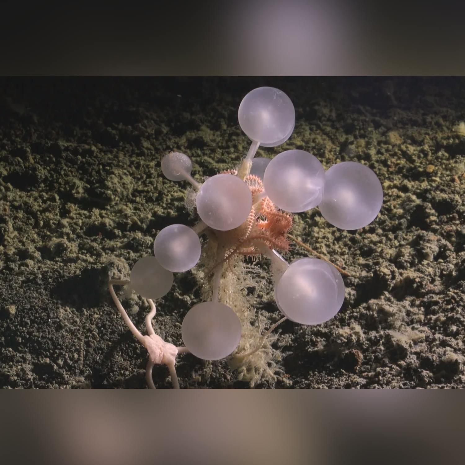 What are the carnivorous “death balls”? What are the carnivorous “death balls”?