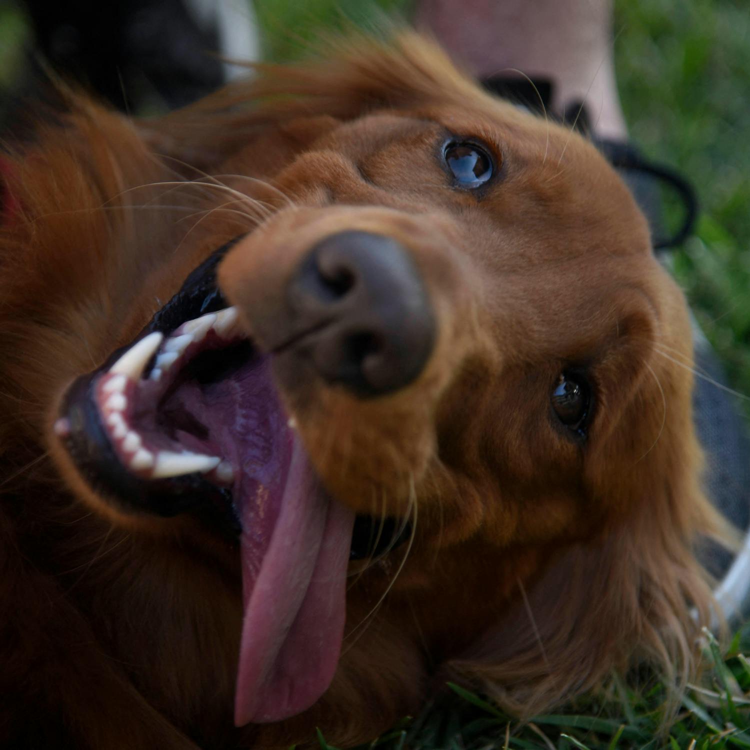 Therapy dogs helping to support children with additional needs