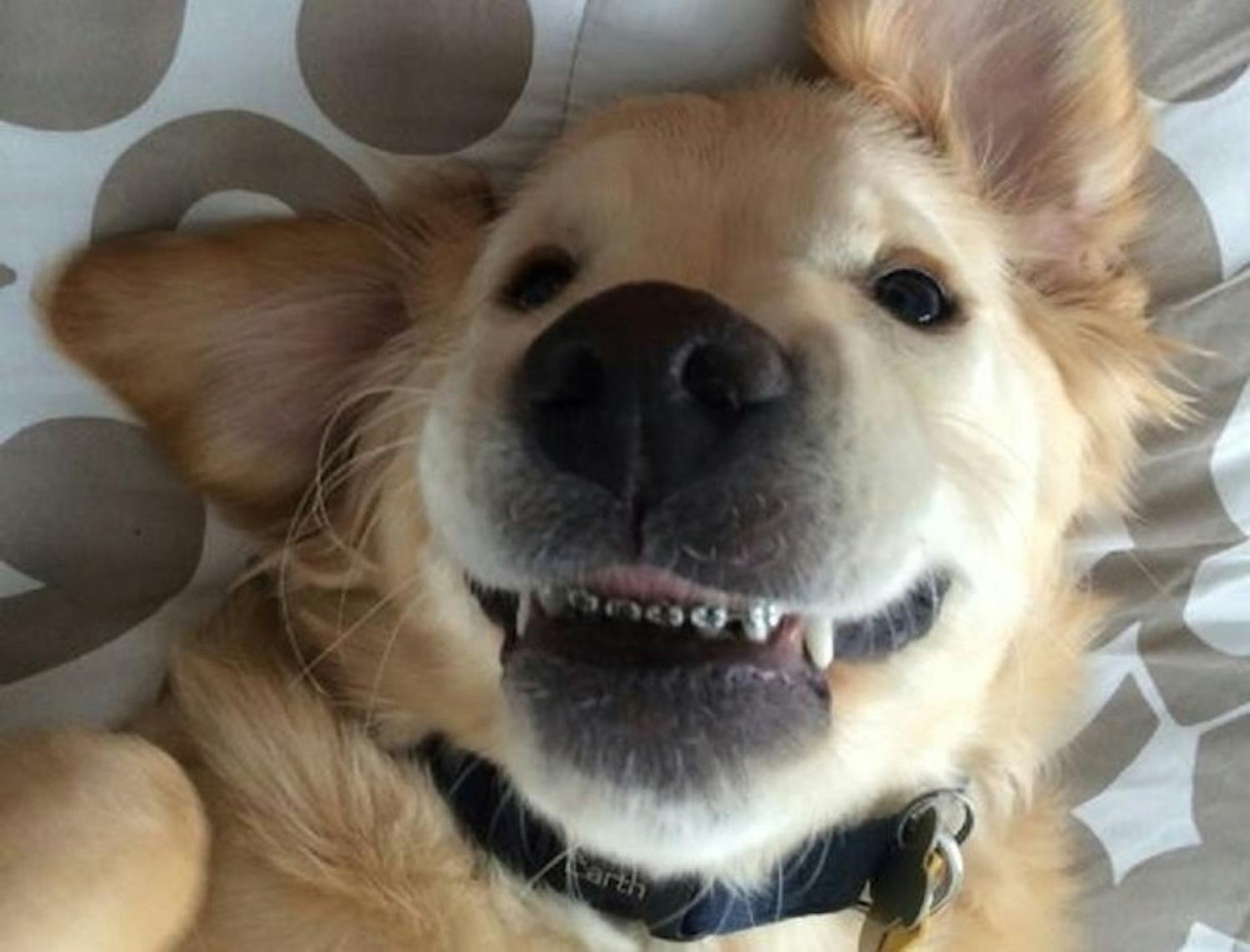 What do if your dog has crooked teeth