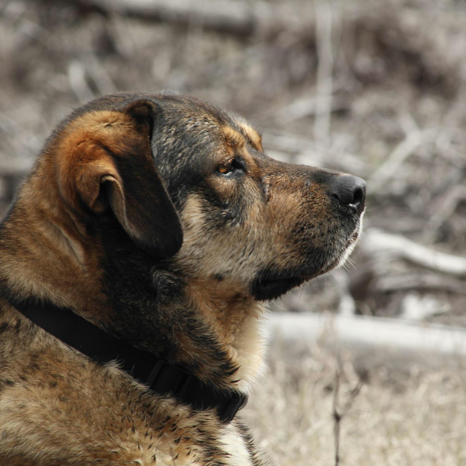 Dementia in dogs - how to spot & treat it