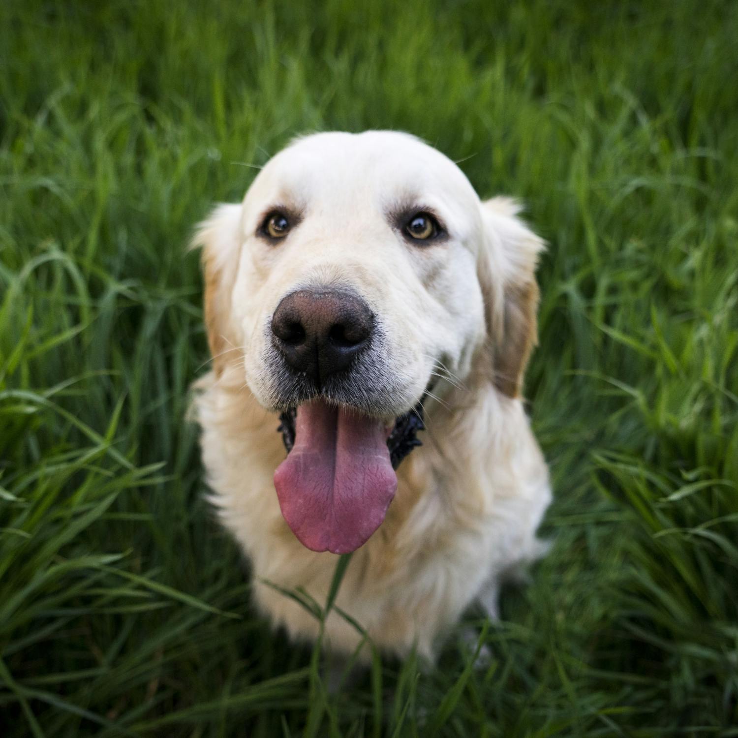Do you let your dog lick your face? Do you let your dog lick your face?